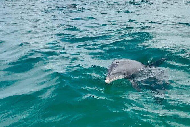 Swim with Dolphins And Snorkeling Group Tour - Safety, Comfort, and Practicalities