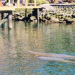 Swim With Manatees In Crystal River - The Itinerary in Detail