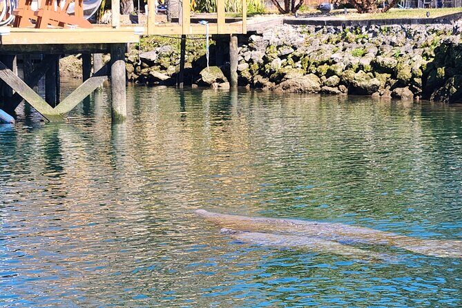 Swim With Manatees In Crystal River - The Itinerary in Detail