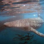 Swim with the giant of the sea The whale shark - Who Will Love This Tour?