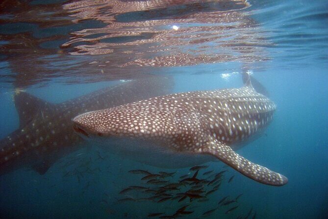 Swim with the giant of the sea The whale shark - Who Will Love This Tour?