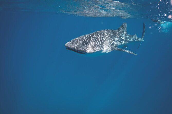 Swim with the whale shark in La Paz, Mexico - What Makes This Tour Special?