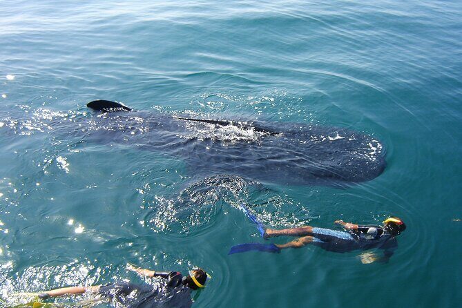 Swim with the Whale Shark on Holbox Island - Practical Tips for Participants