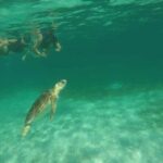 Swim with turtles + snorkelling + archaeological zone of Tulúm + cenote - Practical Details: What You Need to Know