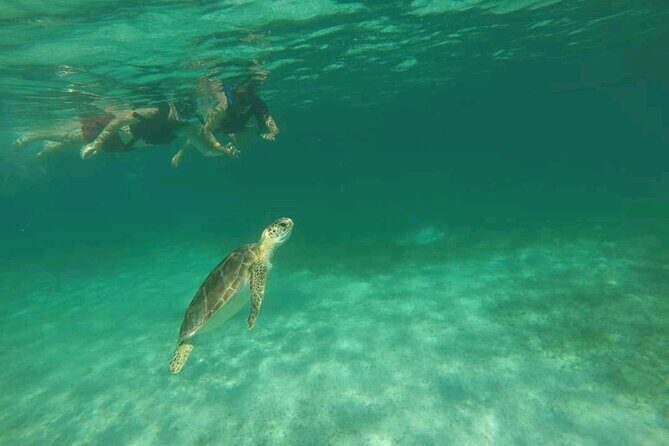 Swim with turtles + snorkelling + archaeological zone of Tulúm + cenote - Practical Details: What You Need to Know