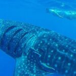 Swim with Whale Shark - What’s Special About This Tour?