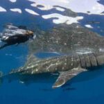 Swim with Whale Shark from Isla Mujeres and Cancun - The Itinerary in Detail