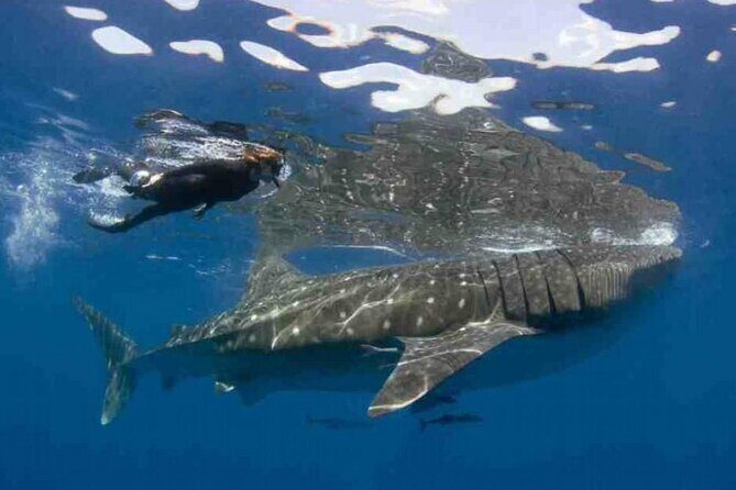 Swim with Whale Shark from Isla Mujeres and Cancun - The Itinerary in Detail