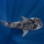 Swim with Whale Shark from La Paz - Why This Tour Is Worth Considering