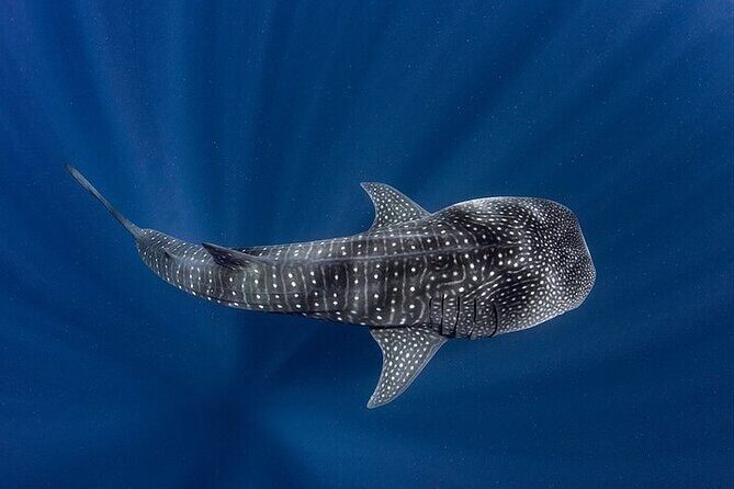 Swim with Whale Shark from La Paz - Why This Tour Is Worth Considering