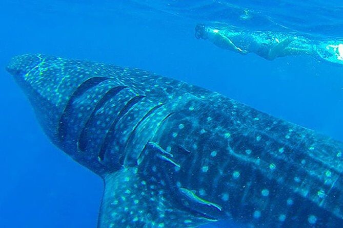 Swim with Whale Shark - What’s Special About This Tour?