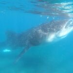 Swim with Whale Sharks in La Paz - Is This Tour Worth the Price?