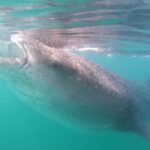 Swim with Whale Sharks in La Paz - The Itinerary: What to Expect