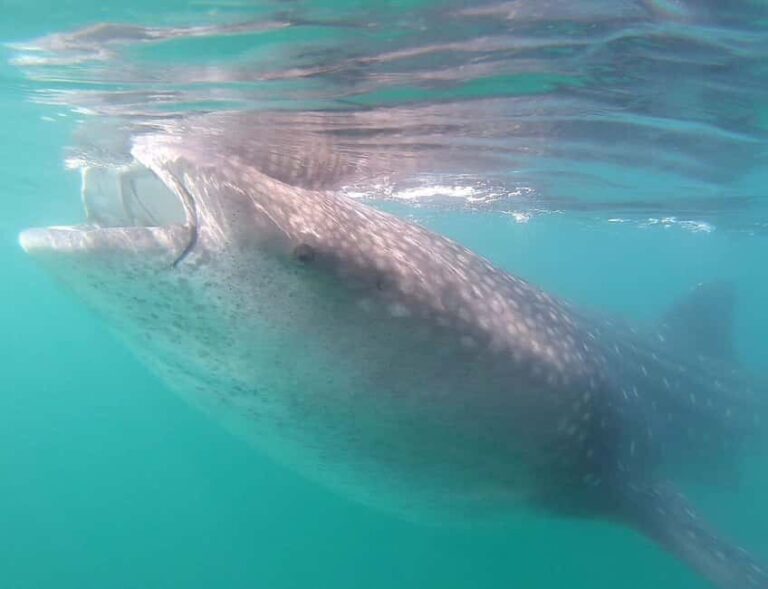 Swim with Whale Sharks in La Paz - The Itinerary: What to Expect