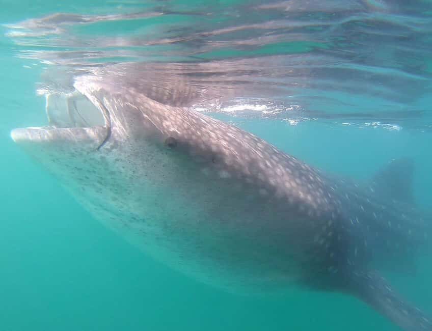 Swim with Whale Sharks in La Paz - The Itinerary: What to Expect
