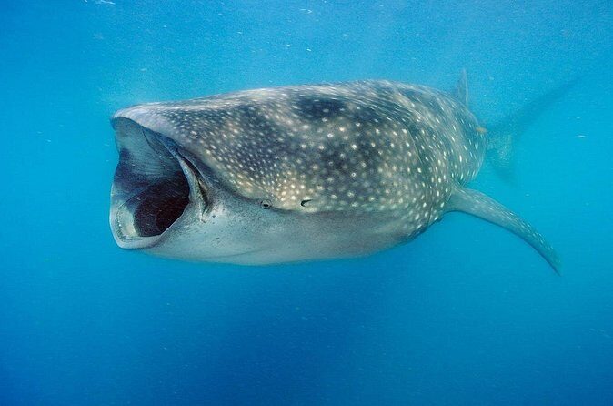 Swim with Whale Sharks & Isla Mujeres - The Sum Up
