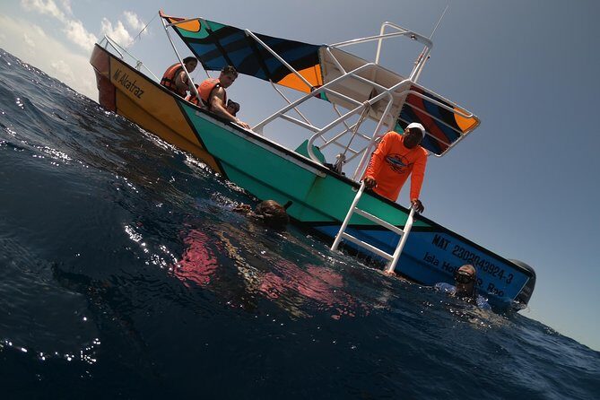 Swim with whale sharks on a private tour - What Do Travelers Say?