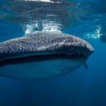 Swimming Expedition Whale Shark Departures from Cancun - Authentic Experiences and Practical Advice