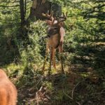 Sydney City Roots and Wildlife Trails of Cape Breton Island - Coastal Villages—Charm and Scenic Beauty