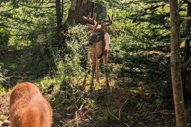 Sydney City Roots and Wildlife Trails of Cape Breton Island - Coastal Villages—Charm and Scenic Beauty