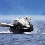 Tadoussac/Charlevoix: Whale Watching Tour - The Boats: Comfort vs. Closeness