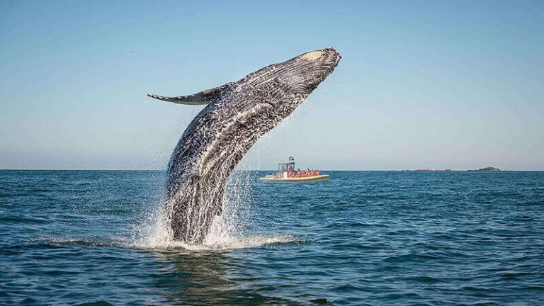 Tadoussac/Charlevoix: Whale Watching Zodiac Tour - Value for Money and Overall Impression