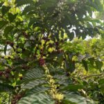 Tapachula: The Chiapas Coffee Route - Who Is This Tour Best For?