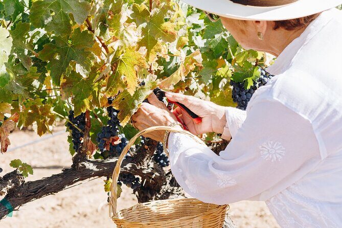 Tasting and tour through the vineyard - Final Thoughts: Who Is This Tour Best For?