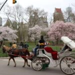 Tavern on the Green PickUp&DropOff With Horse Carriage Ride - Who Should Consider This Experience?