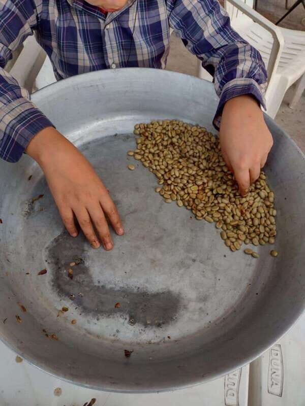 Taxco: Organic Coffee Garden Experience - The Itinerary in Detail