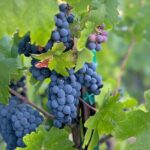 Temecula Treasures Wine Tour - What Sets This Tour Apart