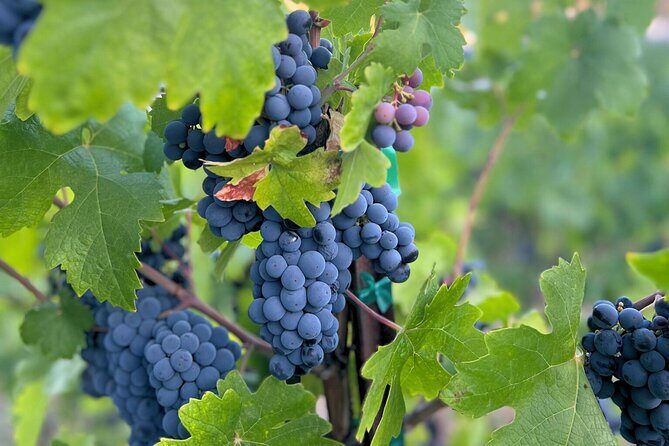 Temecula Treasures Wine Tour - What Sets This Tour Apart