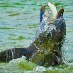 Ten Thousand Islands Eco/Dolphin Tour - What the Tour Includes and What to Consider