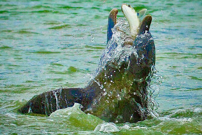 Ten Thousand Islands Eco/Dolphin Tour - What the Tour Includes and What to Consider