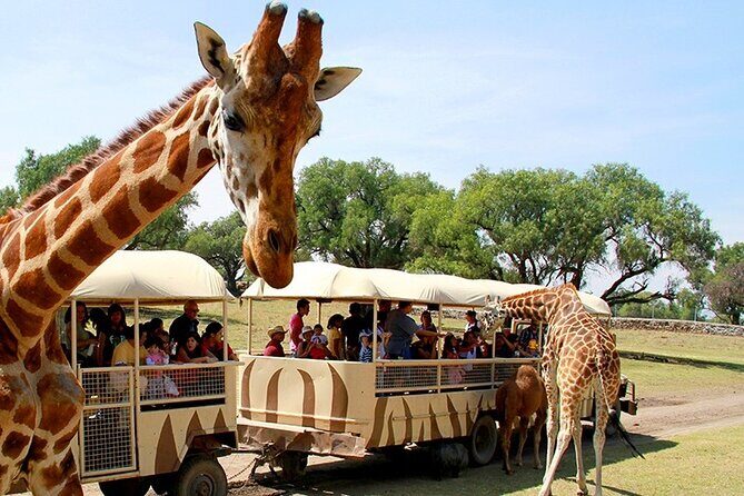 Teotihuacán for kids - Authentic Feedback from Families