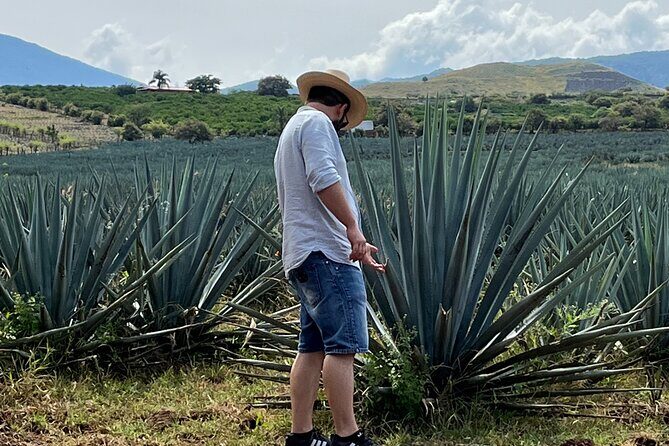 Tequila Jalisco Full Day Tour from Puerto Vallarta - Who Should Consider This Tour?