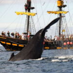 Thar She Blows! Whale Watching Pirate Cruise - What to Expect: A Step-by-Step Breakdown