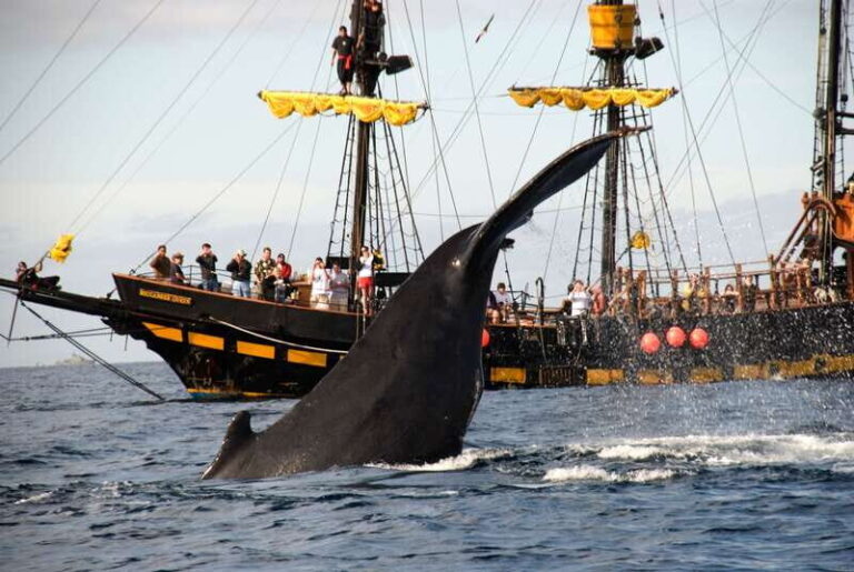 Thar She Blows! Whale Watching Pirate Cruise - What to Expect: A Step-by-Step Breakdown