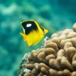 The Best 2.5 Hour Molokini Snorkel Tour & Whale Watch - Frequently Asked Questions