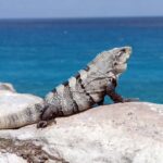 The best of Isla Mujeres Private Tour - Who Should Consider This Tour?