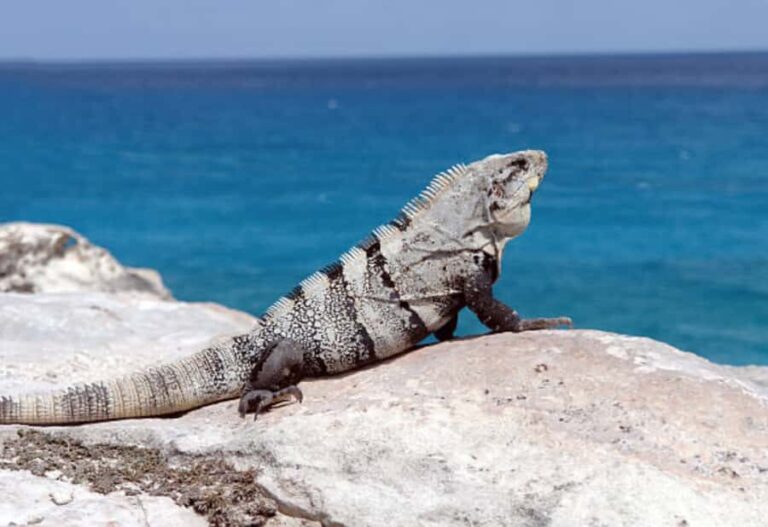 The best of Isla Mujeres Private Tour - Who Should Consider This Tour?