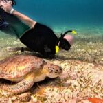 The Cozumel Turtle Sanctuary Snorkel Tour - What to Expect from the Tour