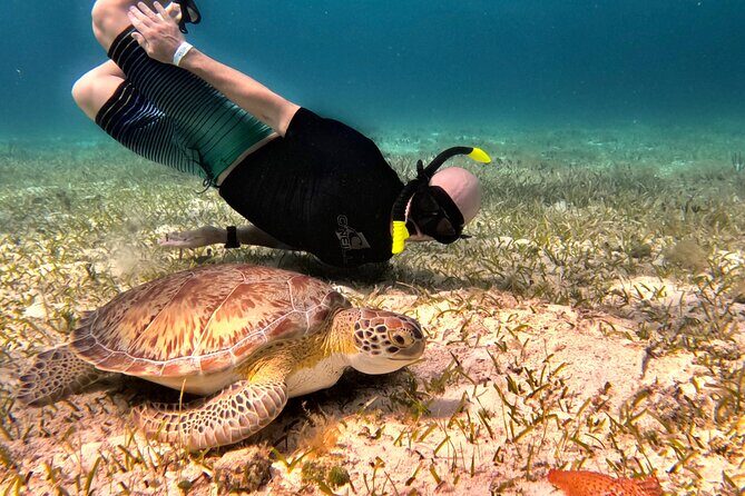 The Cozumel Turtle Sanctuary Snorkel Tour - What to Expect from the Tour