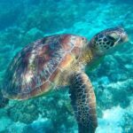 The great snorkeling adventure at the Riviera Maya private tour - Who Will Love This Tour?