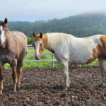 The Montagnarde: Guided horseback ride on mountain trails. - The Trail Itinerary: A Closer Look