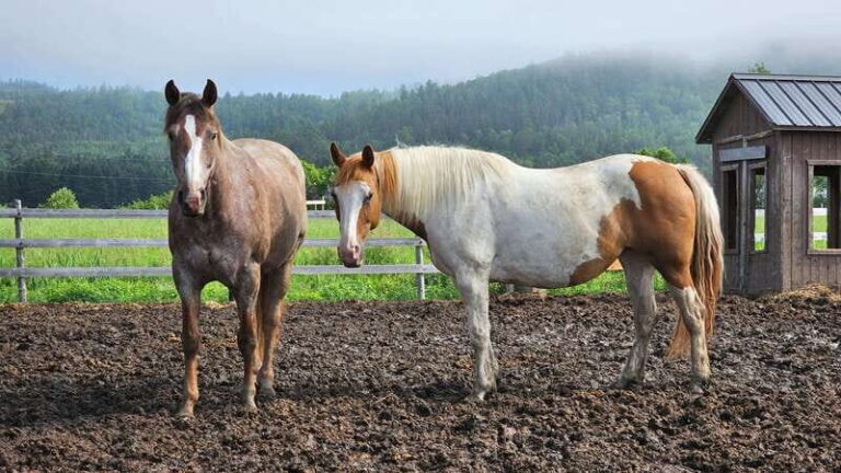 The Montagnarde: Guided horseback ride on mountain trails. - The Trail Itinerary: A Closer Look