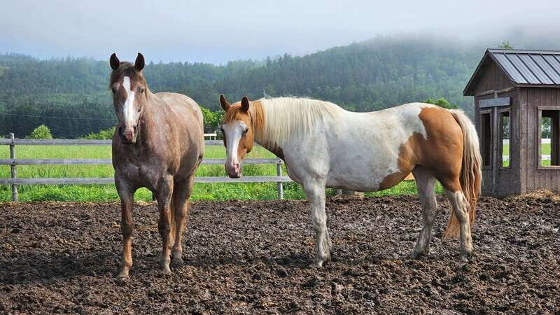 The Montagnarde: Guided horseback ride on mountain trails. - The Trail Itinerary: A Closer Look