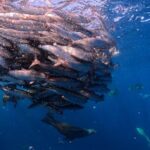 The Race of the Sardine - Unpacking the Value