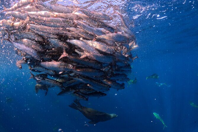 The Race of the Sardine - Unpacking the Value