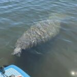 Three Sisters Clear Kayak and Snorkeling Manatee Tour - Exploring Three Sisters Springs
